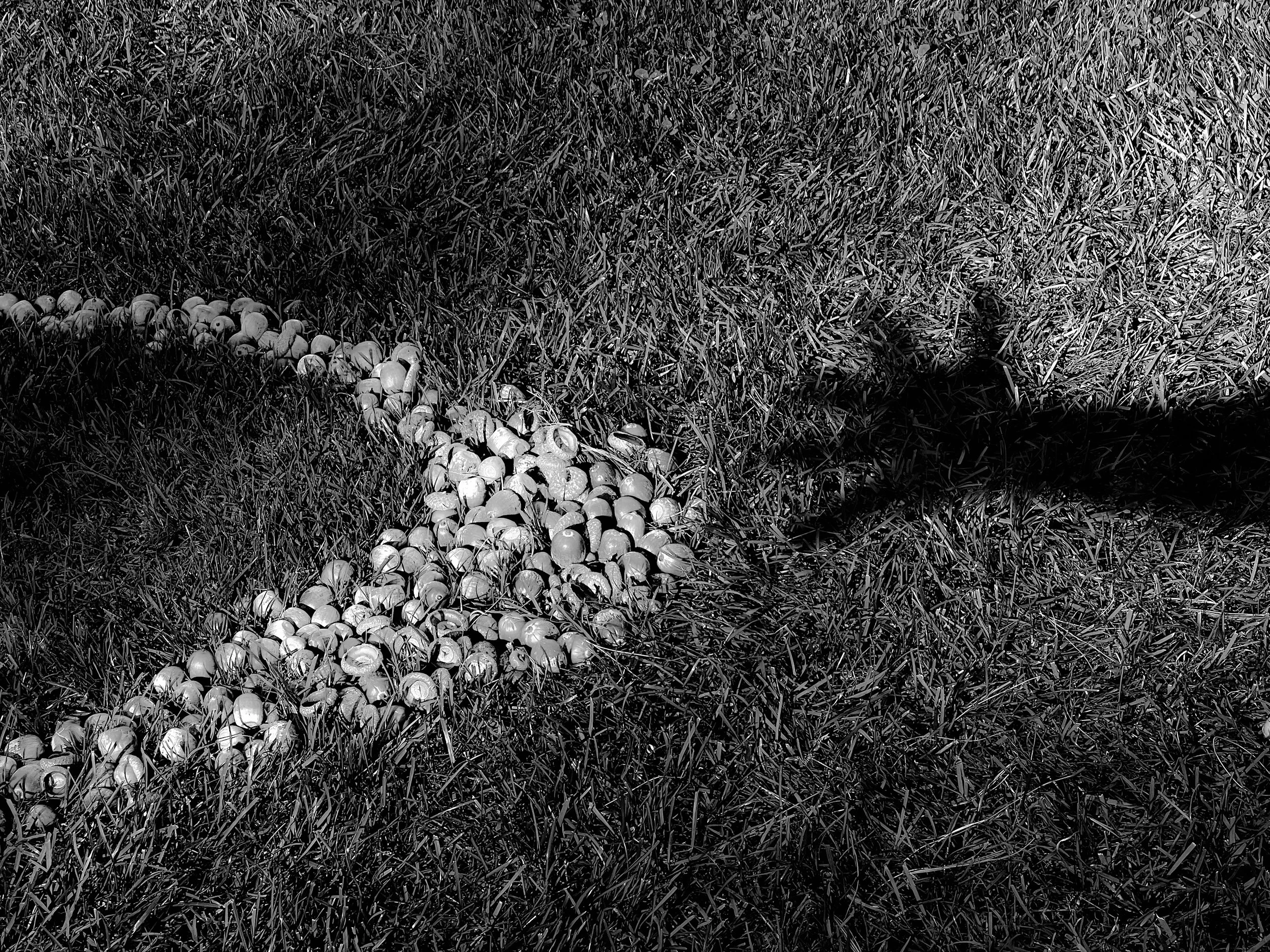Hugging Shadows