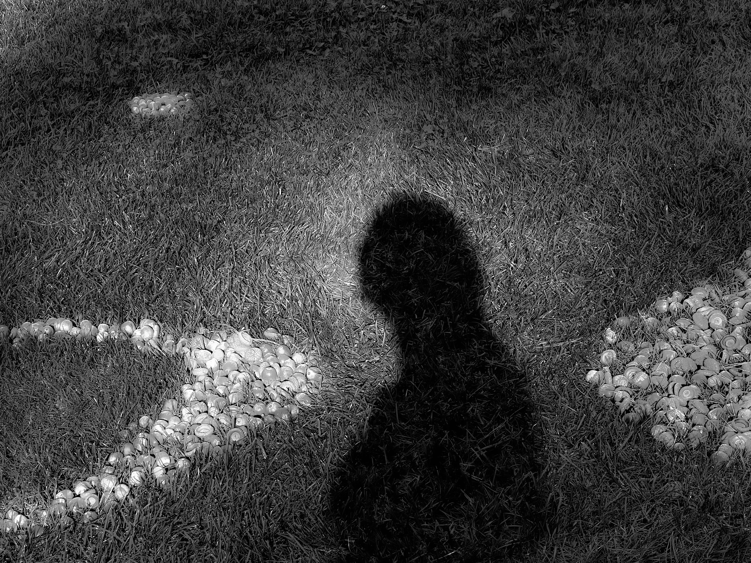 Hugging Shadows